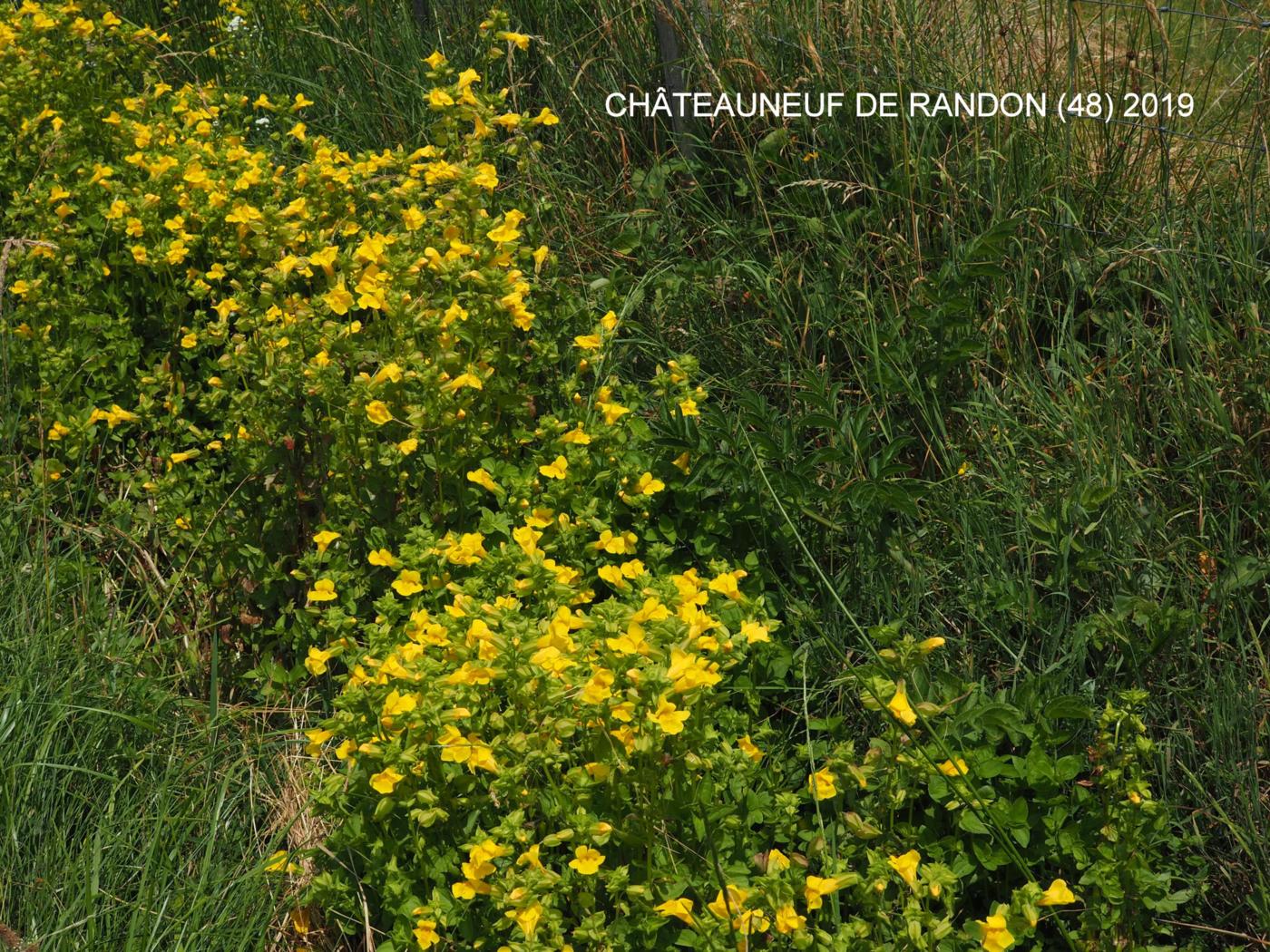 Monkeyflower, Streamside plant